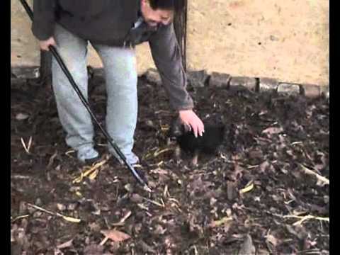 Sinka puppies herding test at the age of 6 weeks
