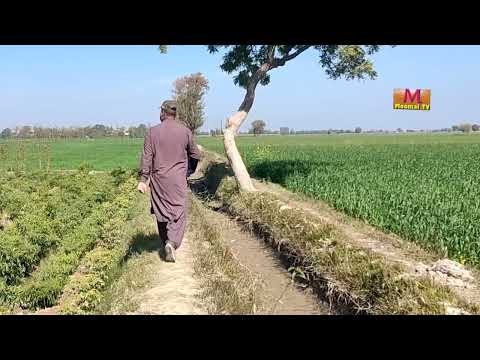 wheat mustered flowers season 2024 gandum aur sarsoon moomal tv