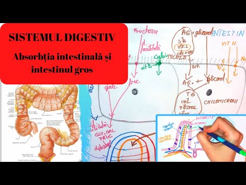 Sistemul digestiv platyhelminthes - Regnul Animalia - Acoela vs platyhelminthes