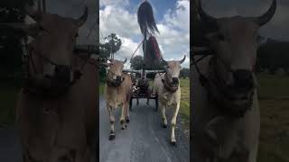 គោលឿនរទេះសាលី Khmer cow running
