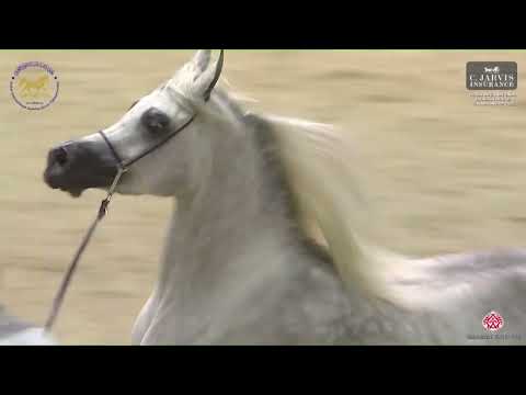 N.55 AJ KAYYA - Dubai International Arabian Horse Championship 2023 - Fillies 3 Years Old (Class 4)