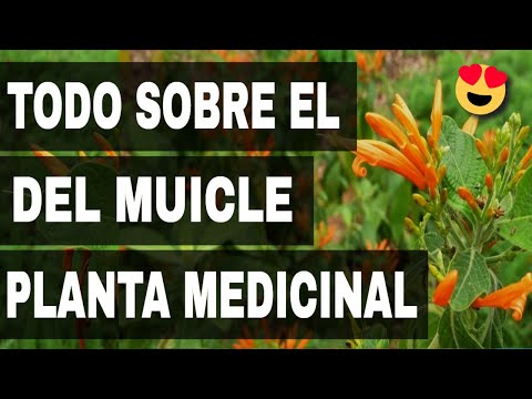 Muicle