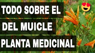 Excellent benefits of the muicle, what is the use of the tea of muicle, properties of the muicl...