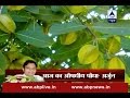 Acharya K Nuskhe Know Health Benefits And Medicinal Uses Of Arjuna Tree