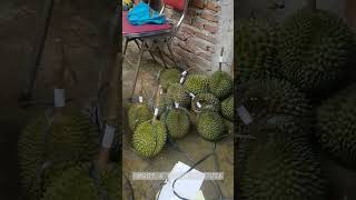 Download lagu OMSET 50 JUTA DARI 8 POHON DURIAN mp3