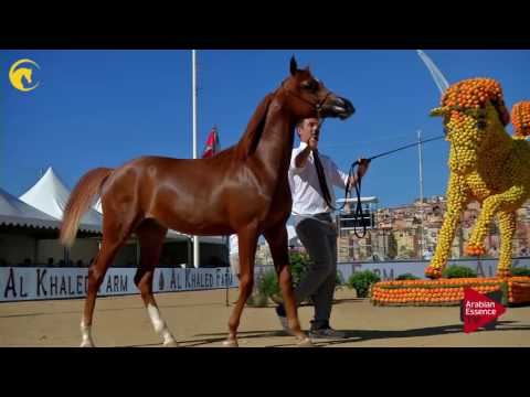 N.86 D SHALLAL - MENTON 2017 - Yearling Colts (Class 6A)