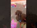 Up Ki Jogan Jalebi Ko Tuk Short Viral Trending