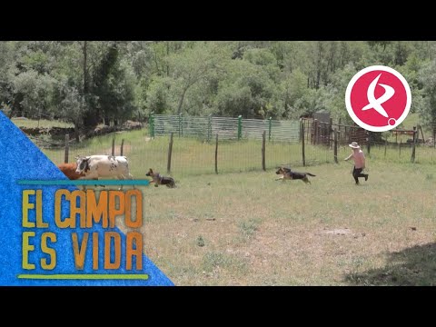Los nuevos perros pastores para ayudar con las ovejas | El campo es vida