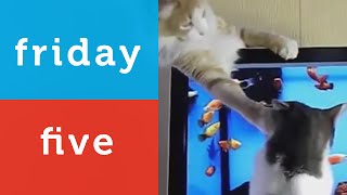 Funny Cat Hates Total Recall - All Cat Compilation (Petco Friday 5)