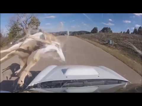 Deer vs Cars