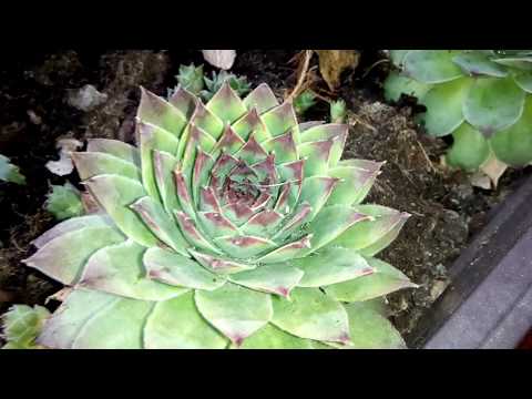 Мои комнатные цветы / Перестановка