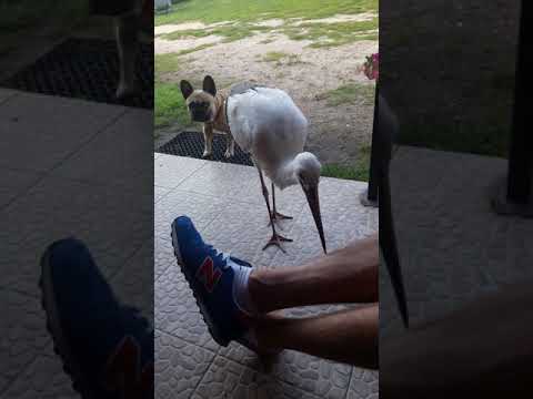 Bocian który nie odleciał