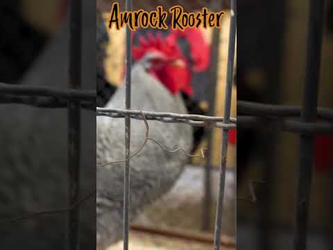 , title : '#shorts Amrock Rooster: Will he crow?'