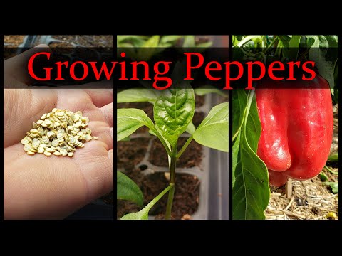 Starting Pepper Seeds Indoors How When and Why Part 1 of 3