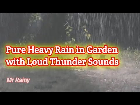 Pure Heavy Rain in Garden with Loud Thunder Sounds - Heavy rain and thunderstorm sounds for sleeping