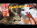 cm出演 ？チャオちゅーるcm作ってみた♪【ジェネッタ】cat video【猫動画】