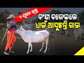 Special Story Odisha Man Dedicates His Life For Gau Seva