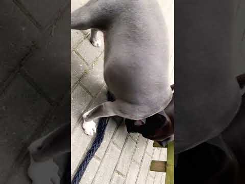 Ridwan @@Calyrex  en Vinny 77u88