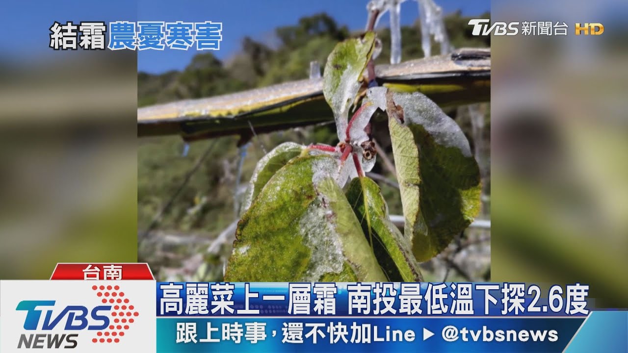 高麗菜上一層霜　南投最低溫下探2.6度