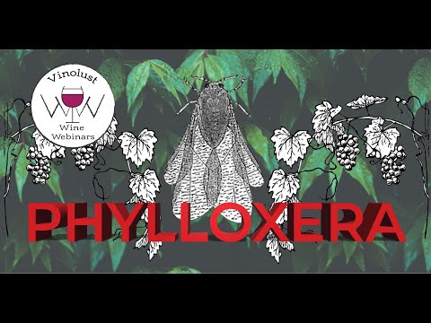 Vinolust Wine Webinar - Phylloxera