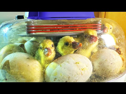 Let's Hatch Some Goslings (From Egg to Bird Full Process)