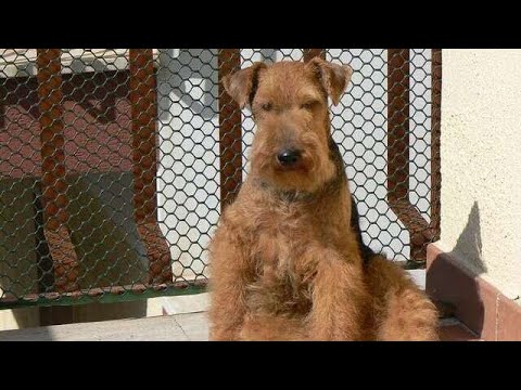 12 Things All Airedale Terrier Dog Owners Must Never Forget!🐶