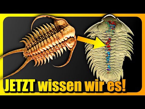 Forscher lösen EWIGES Urzeit-Rätsel! Was wurde entdeckt?