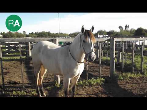 Raíces argentinas sábado 29-04-2017 bloque 2