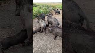 Os javalis vão acabar com tudo