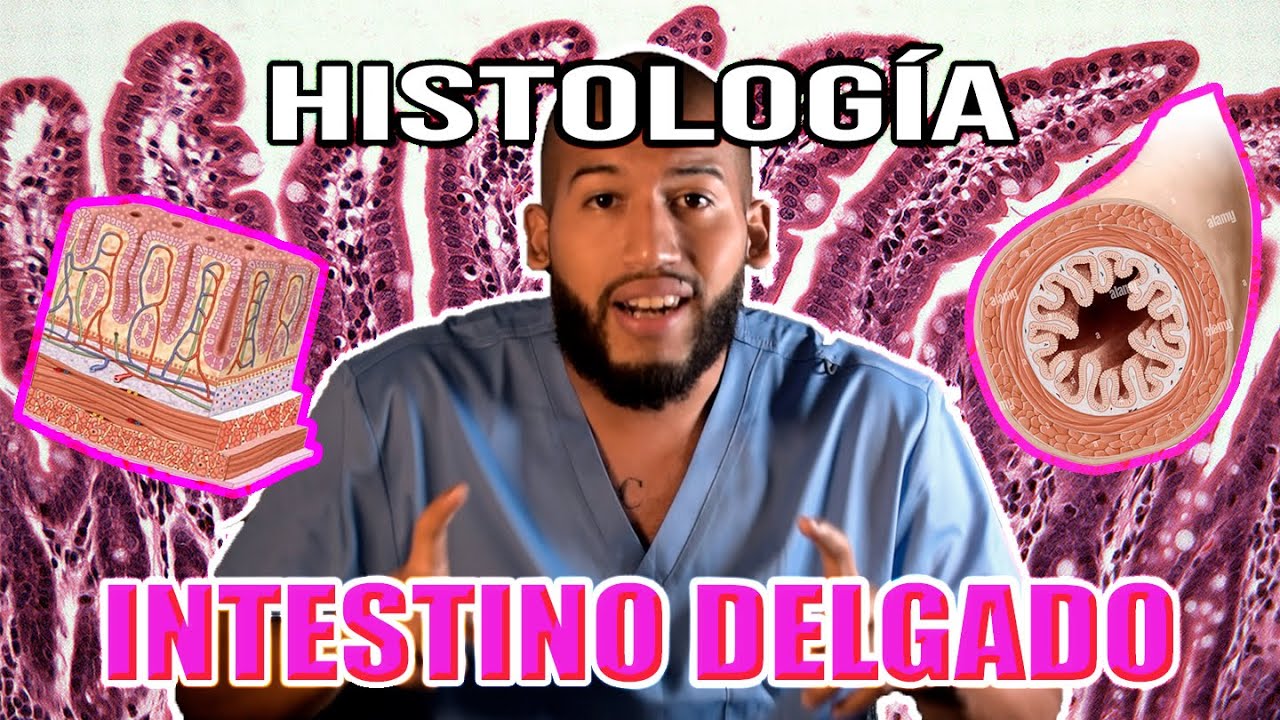 Histología - INTESTINO DELGADO (Criptas de Lieberkühn, Enterocitos, Glándulas)