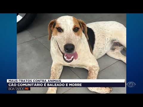 Cachorro comunitário “Abacate” morre após levar tiro em Toledo; polícia tenta identificar atirador