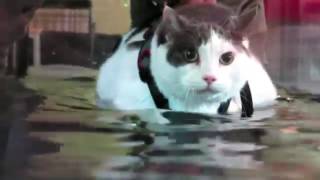 [問題] 對老貓進行漸進超負荷的抗老化鍛鍊有用嗎