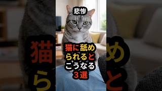 猫になめられる３つ目、まさかの展開 #猫 #ショート #面白い