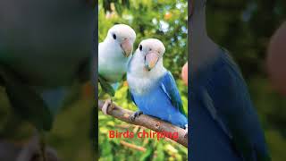 Download lagu Suara Alam yang Menenangkan - Suara Burung Hutan Bernyanyi - Tidur yang Menenangkan - Suara Kicauan Burung #shorts mp3