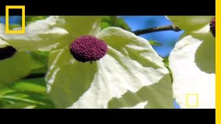 China's Amazing Flora