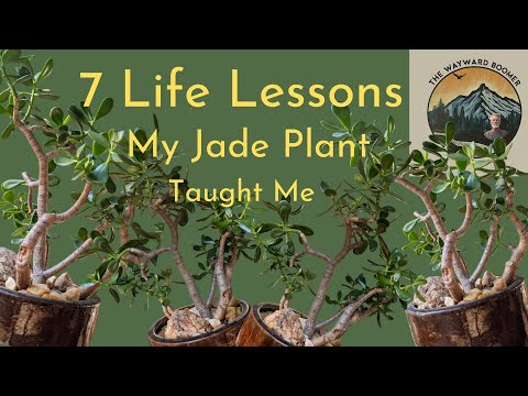 7 Life Lessons My Jade Plant taught Me