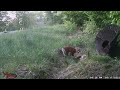 Red Fox Kits Wrestling