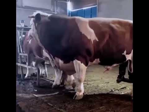 Finally Showing You meeting bull cow #bull #cow #bull #breeding #meeting
