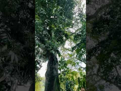 Ancestral nuestra amada San Cristóbal Táchira #naturaleza #hoy #noticias