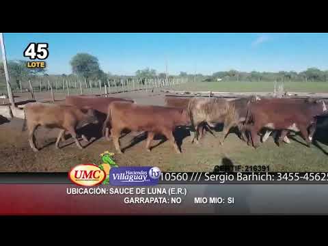 Lote 75 Terneros/as en Sauce de Luna, Entre Ríos