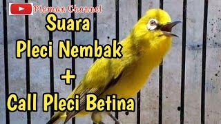 Download lagu Suara Pleci Nembak   Call Pleci Betina _ Di Jamin Pleci Anda Langung Nyaut mp3 Download lagu Suara Pleci Nembak   Call Pleci Betina _ Di Jamin Pleci Anda Langung Nyaut mp3