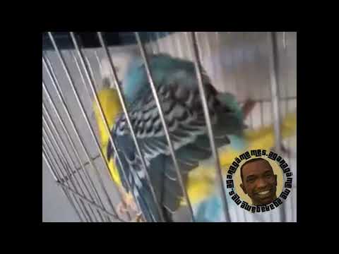 Eu vou pro baile da gaiola kkk