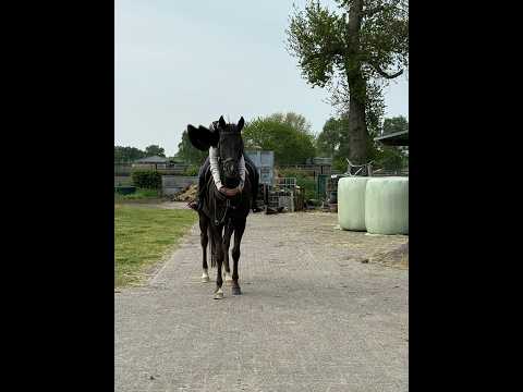 Poppings Carola (SPOEKEDAMMETJE’S NICK x ELSHOFS OTTO) - Video 10 video thumbnail