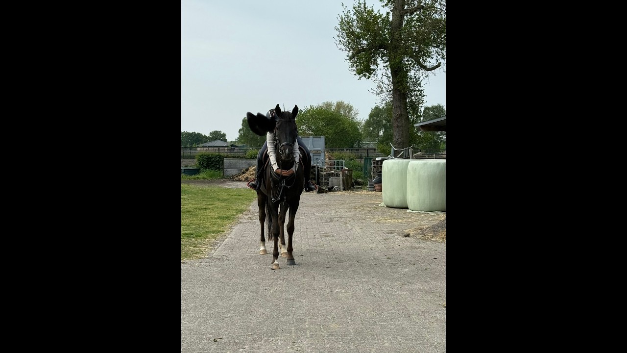 Poppings Carola (SPOEKEDAMMETJE’S NICK x ELSHOFS OTTO) video 5