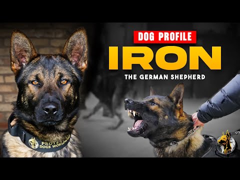 Iron, der Deutsche Schäferhund – Schutzhund für die Familie