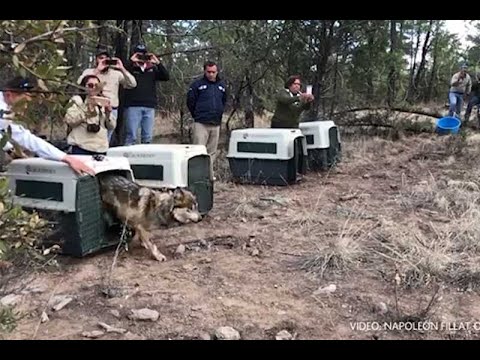Liberan a 5 ejemplares de lobo mexicano en Chihuahua