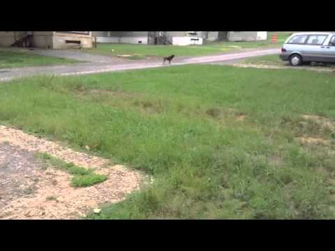 Someone please help this poor dog!!! It has the mange