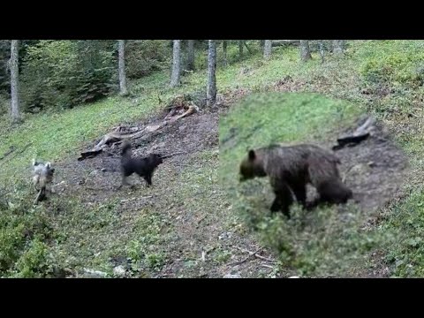 Medvjed na Vlašiću napado pse koi su branili ovce i čobana