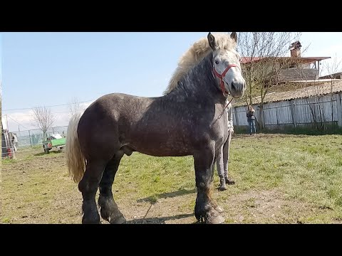Stallion for breeding The icing on the cake Mircea from Rușeni-Satu Mare 2023