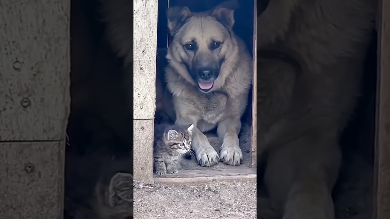 my little friend #animal #どうぶつの森 #shortvideo #viralshort #viralvideo #animallover #shorts #short